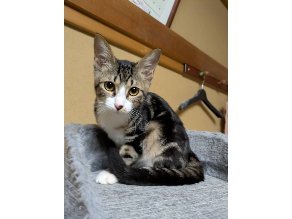 アメショ柄白足袋ちゃん