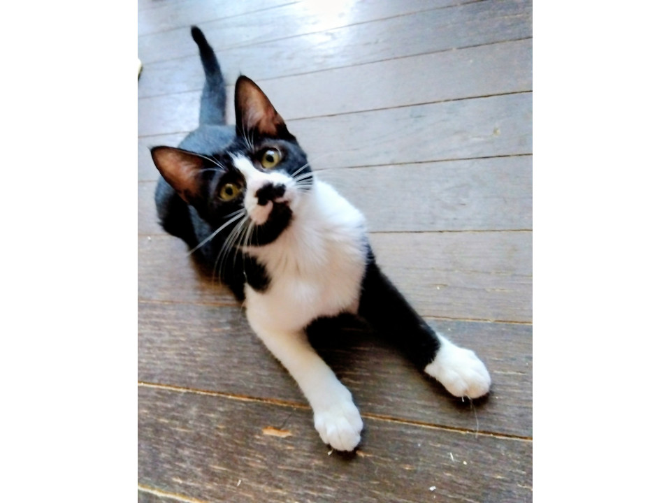 ちびっこハチワレチョビちゃん