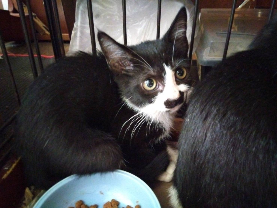 ちびハチワレチョビちゃん