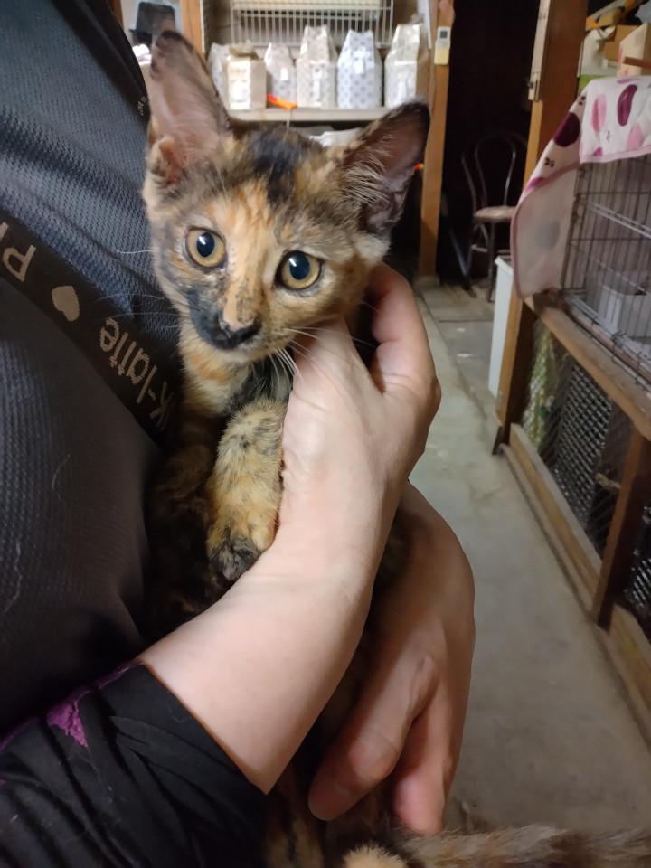 サビエルちゃん(仮名)人懐っこい甘えっ子