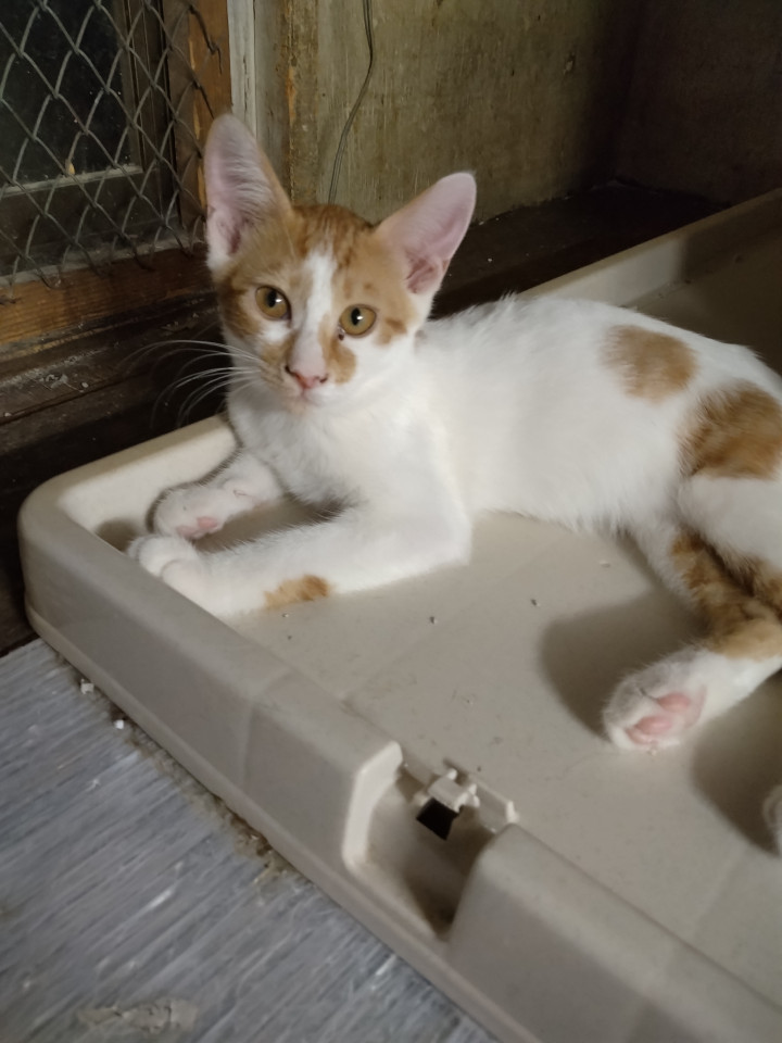 ちゃーたん(仮名)人懐っこい甘えん坊くん