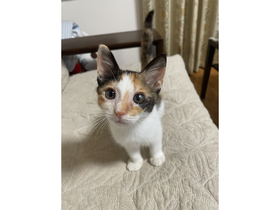 母猫から見捨てられた子猫