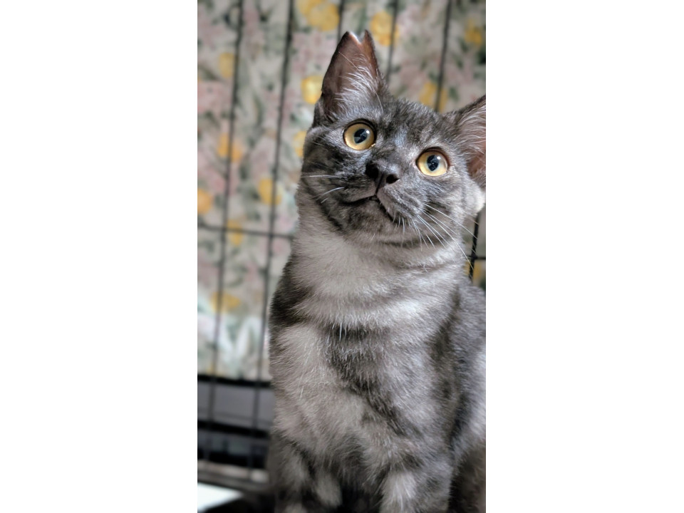 社交的な性格「トムくん」