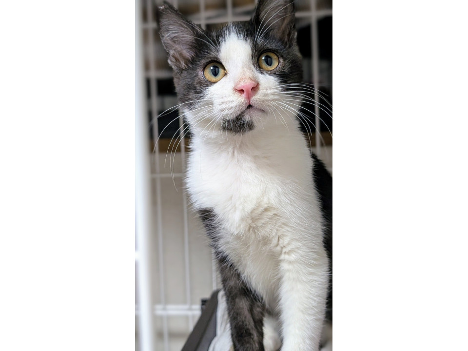 黒の中にグレー個性的な柄「ロイ君」