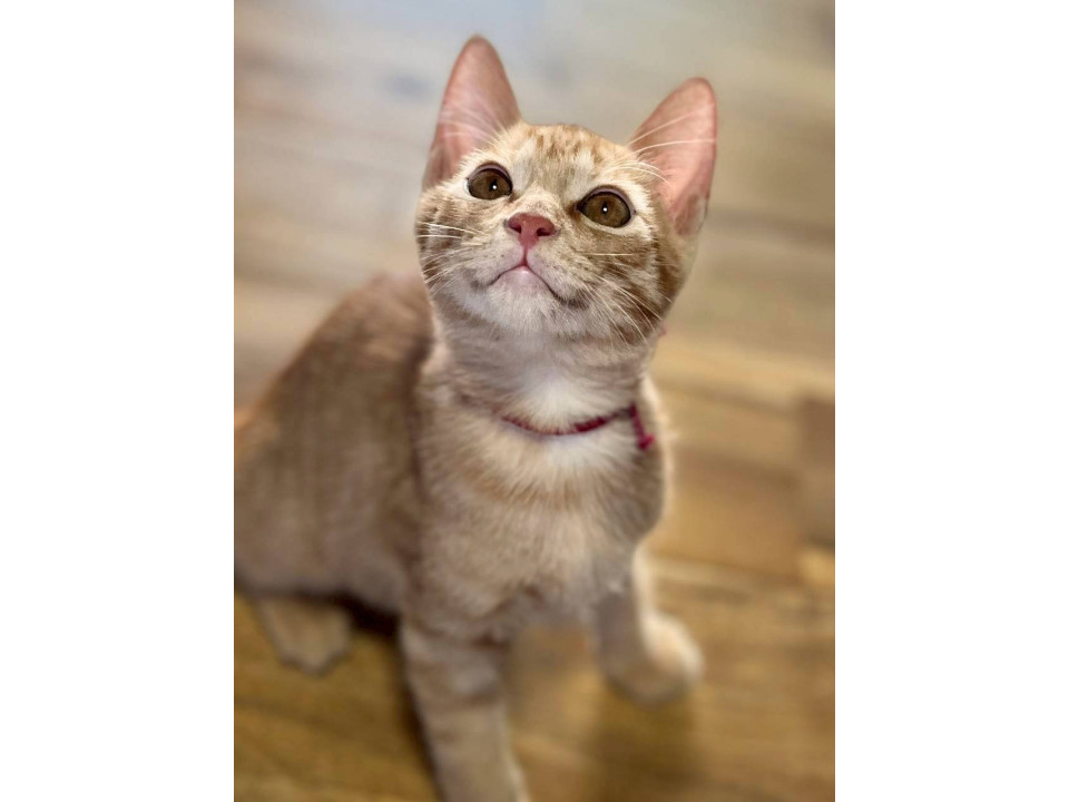 人間大好き甘えん坊の「トン吉君」