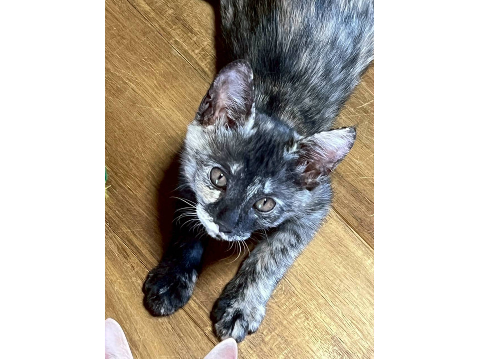 マイペースで甘えん坊の「よしこちゃん」