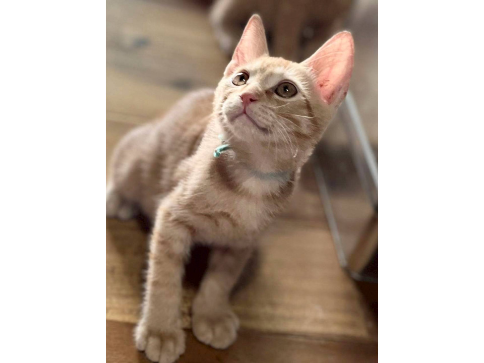 やんちゃな甘えん坊「チン平君」