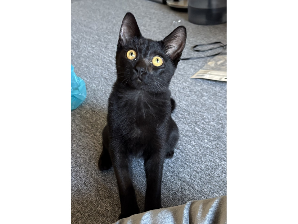黒猫鍵しっぽ甘えん坊君