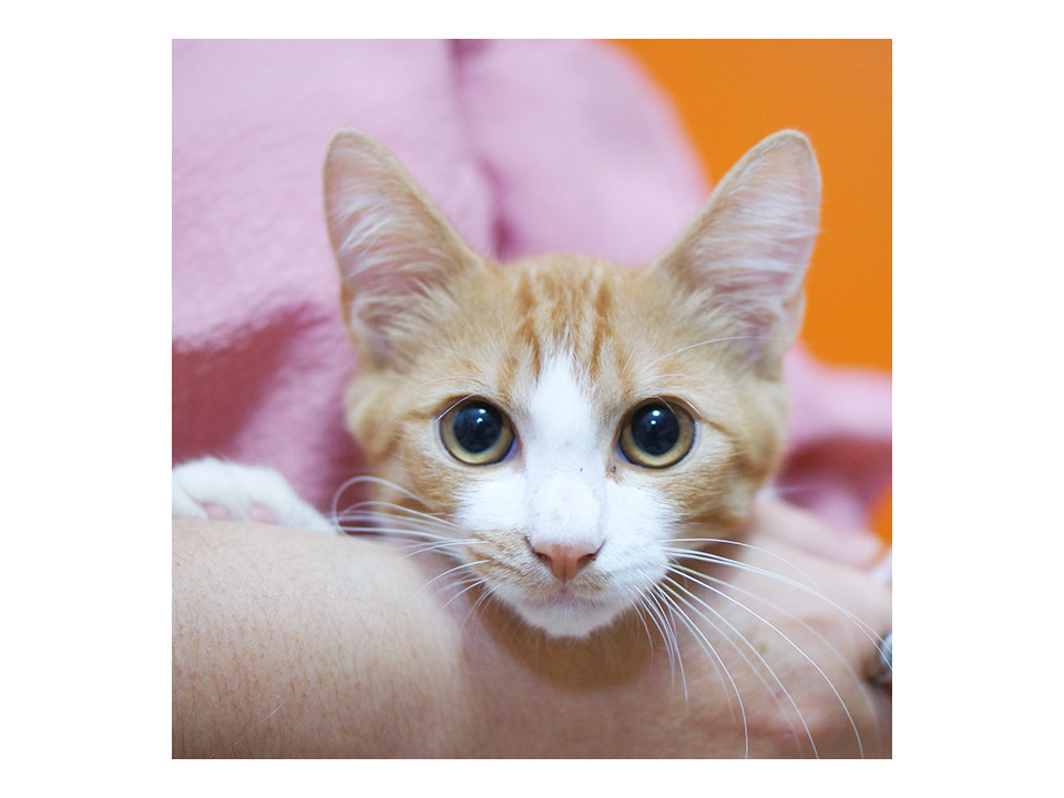 甘え上手な男の子☆ブラームス君