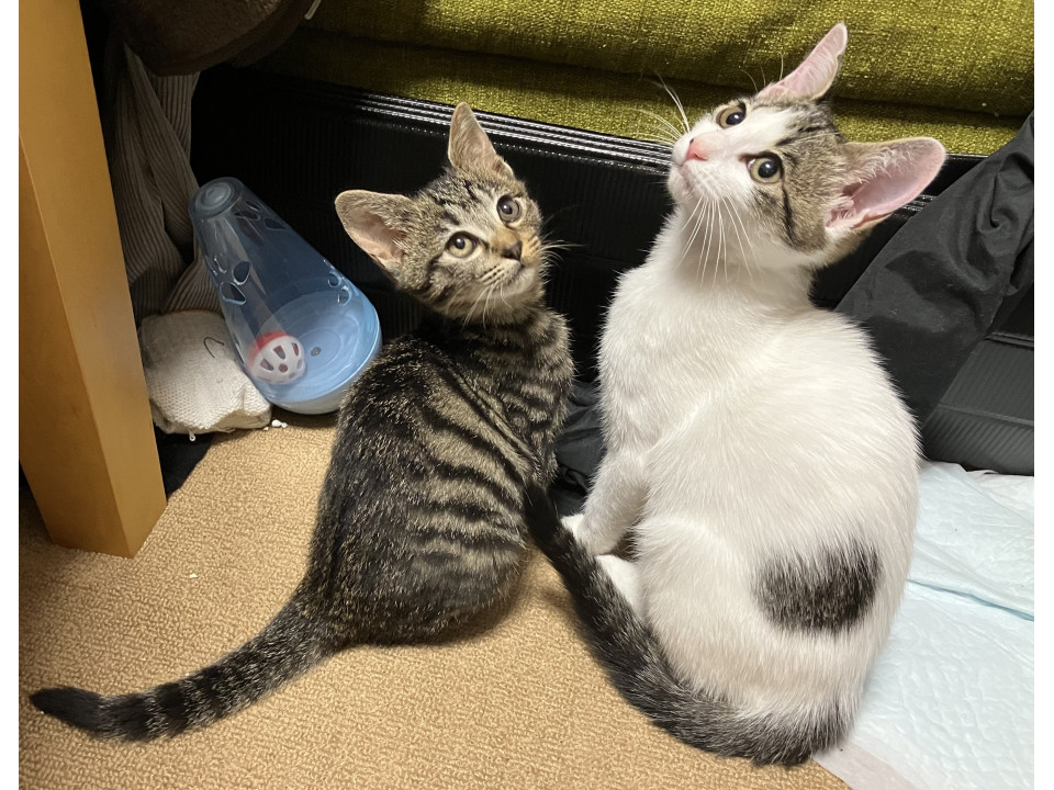 白多めのキジ白猫ちゃん優しい美人猫。