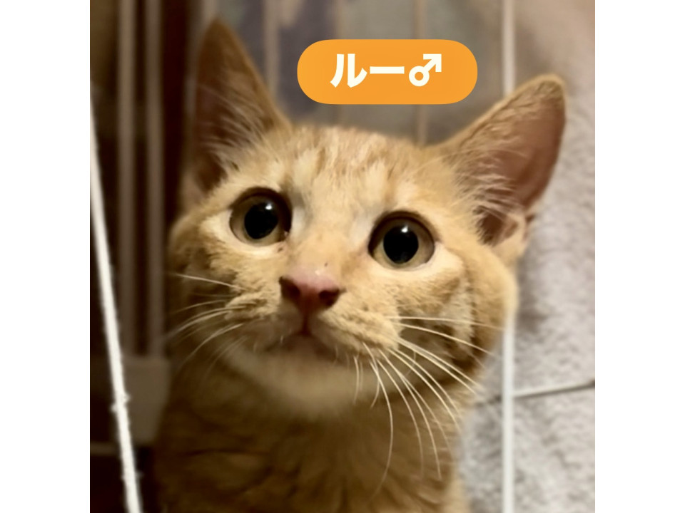 丸ドラの男の子❤️ルーくん
