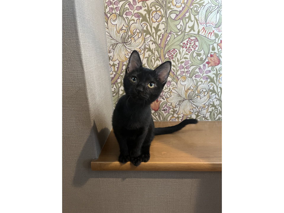 黒猫スミくん三ヶ月