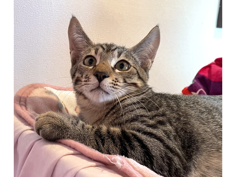 ワイルドフェイスのイケメンキジトラ君