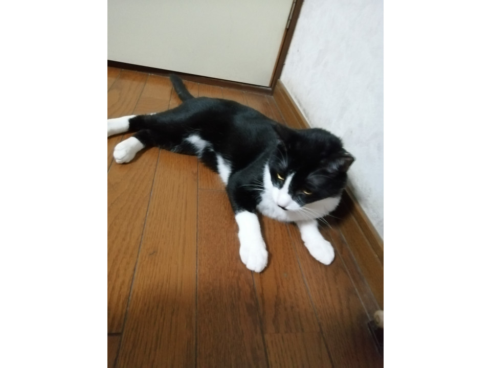 白黒ハチワレ靴下猫のヤマトくん