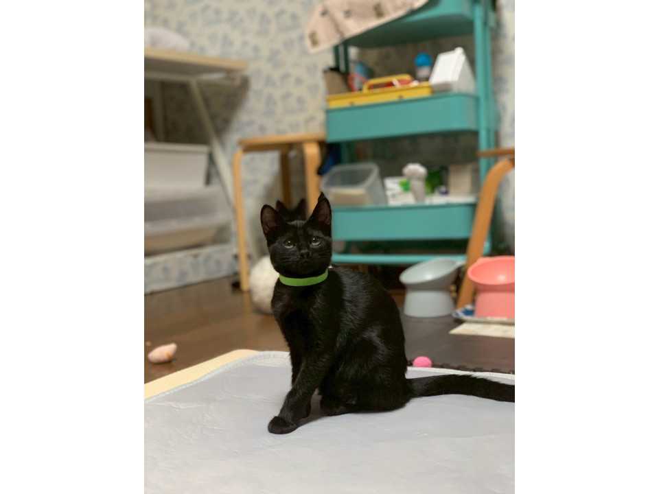 遊びの達人黒猫イケメンすみくん♡