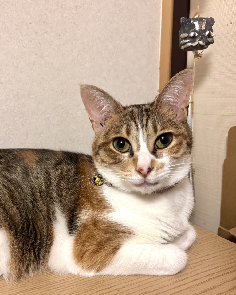 パステル三毛