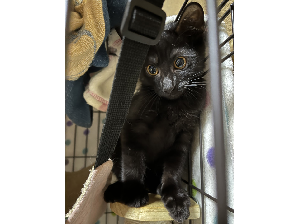 迎えにきてね⭐️黒猫子猫♂