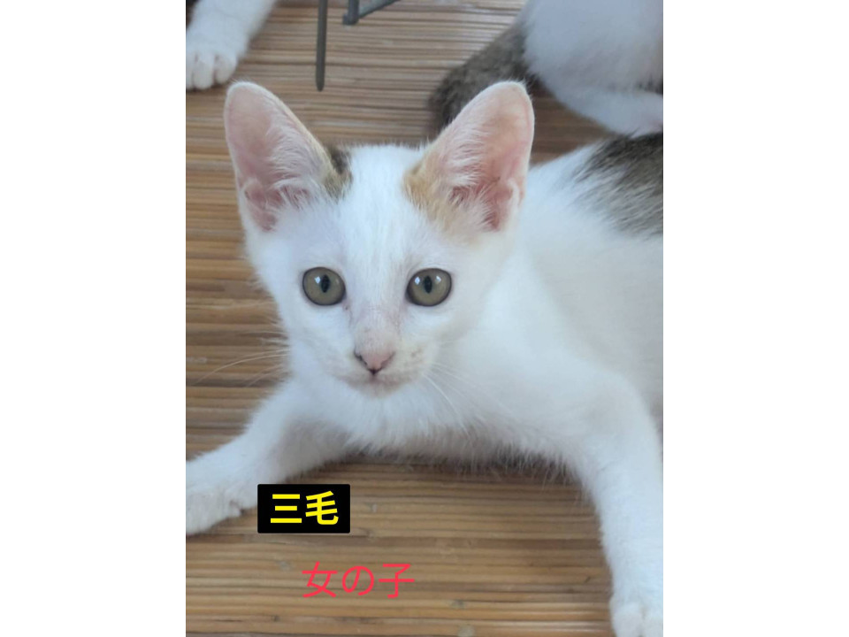 白三毛ちゃん