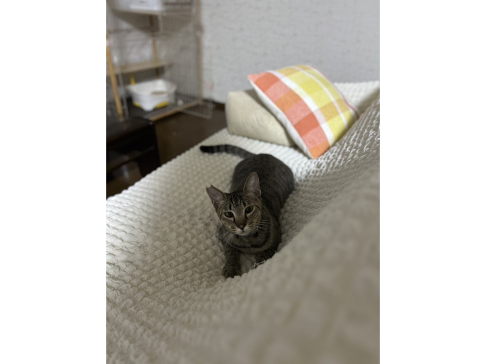超超超超甘えん坊!一緒に寝てくれます♪