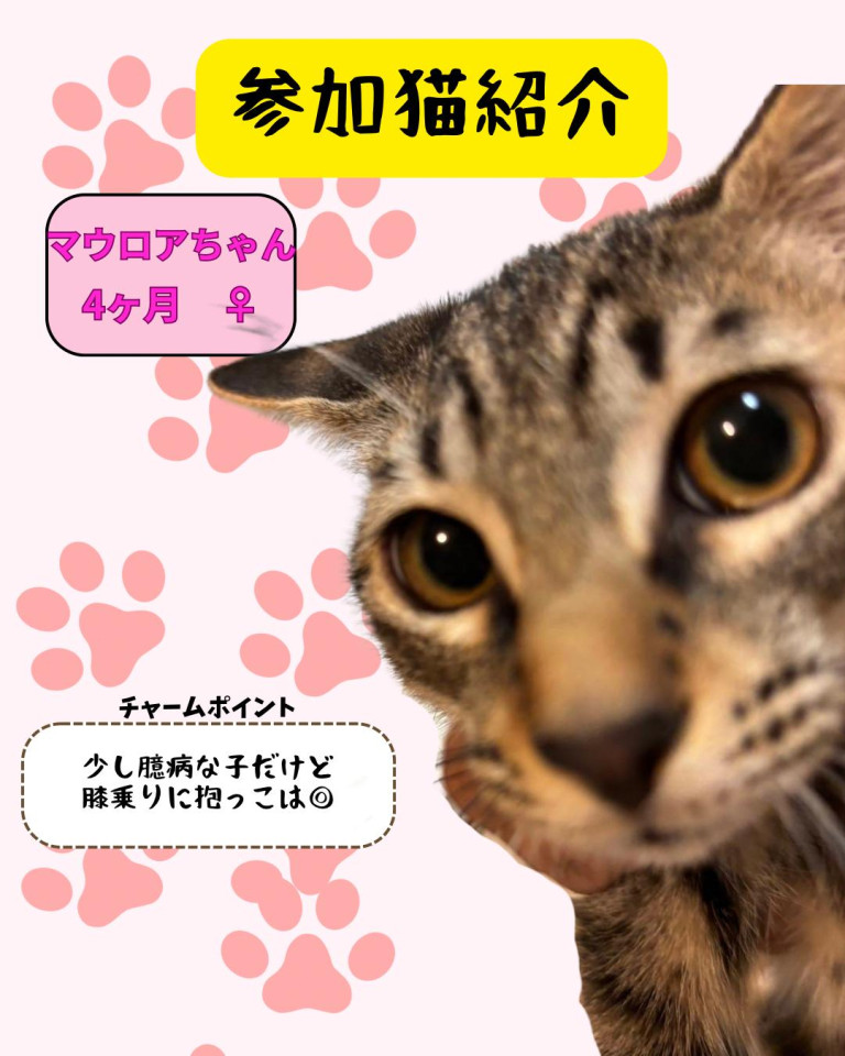 人懐っこいキジトラの女の子