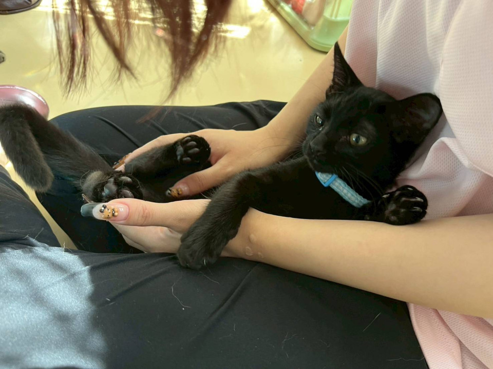 国道8号線で保護された黒猫
