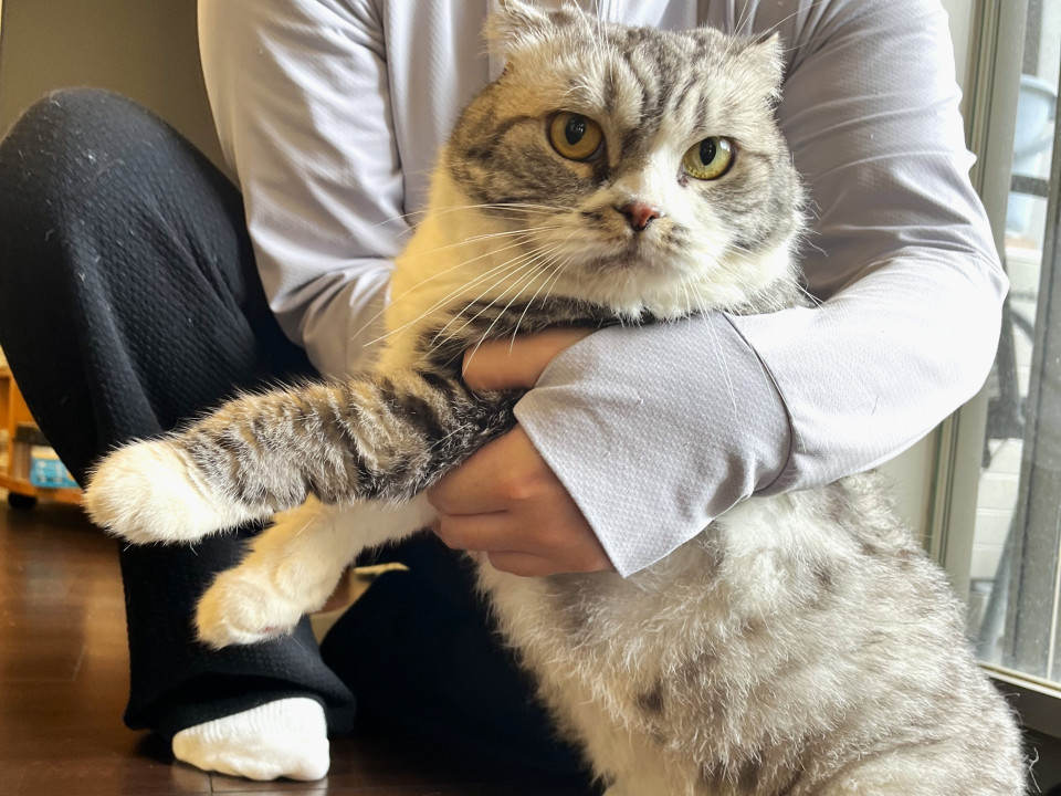 飼育困難スコティッシュシルバータビー