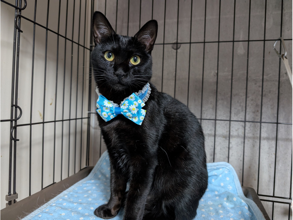 猫]兵庫県洲本市の里親募集 隙あらばお膝に乗りたい女の子と