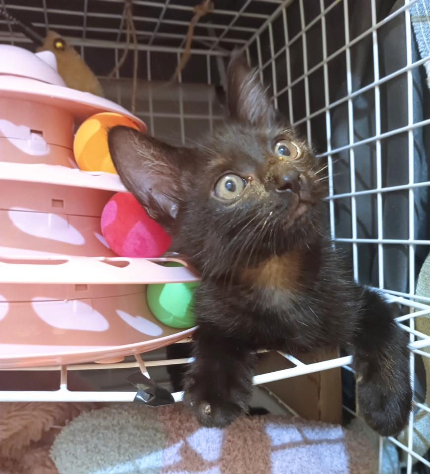 少し長毛？やんちゃな  スヴァくん