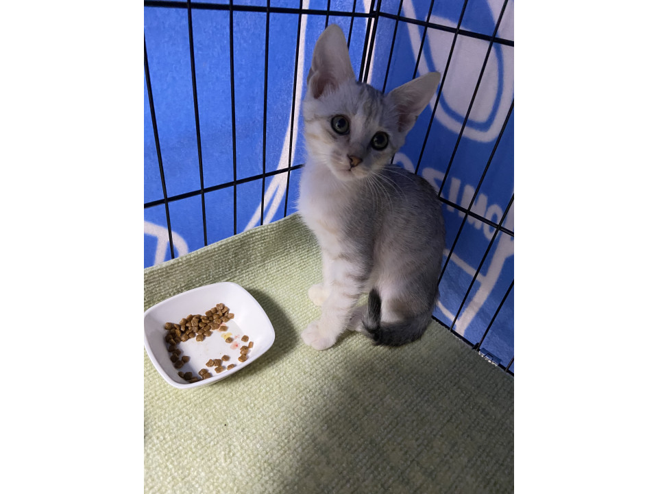 綺麗なグレー猫