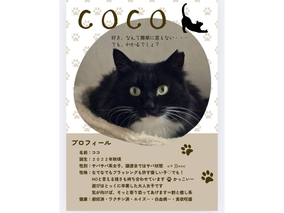 長毛白黒のクールビューティー