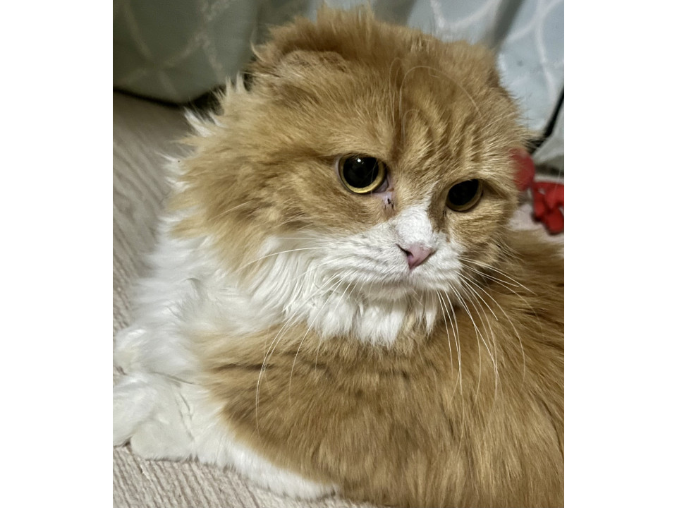 大人しい小さな短足マンチカンちゃん♪