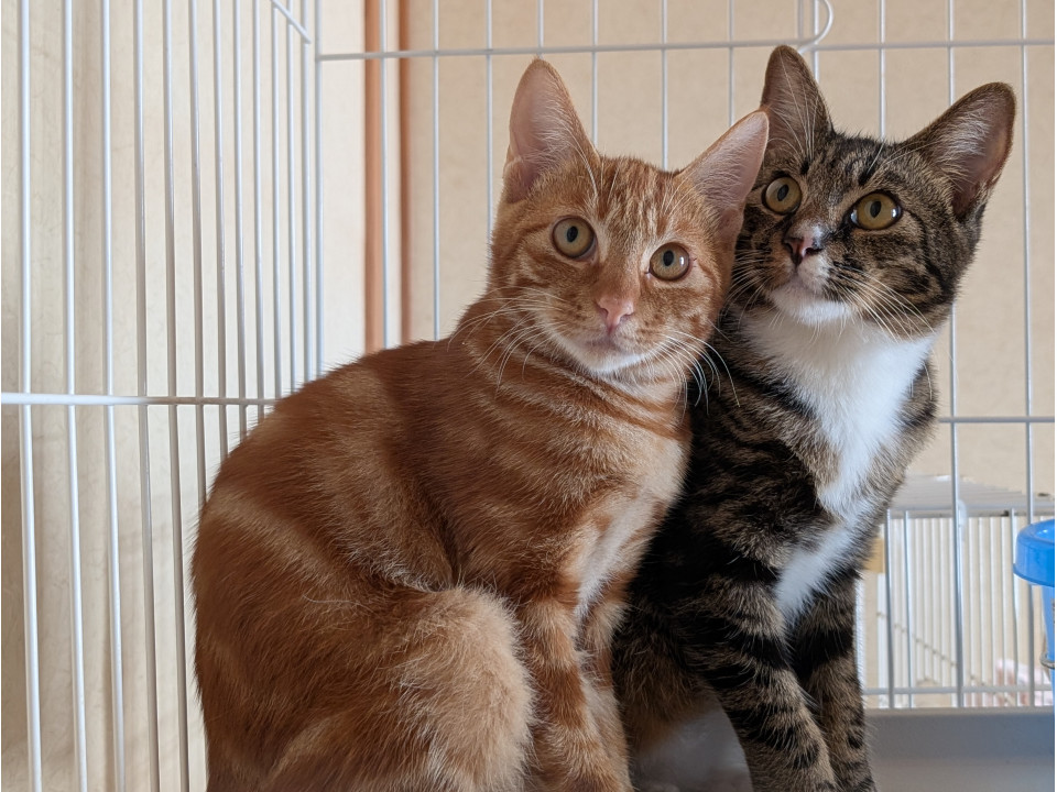 来週リリースする人慣れした子猫達