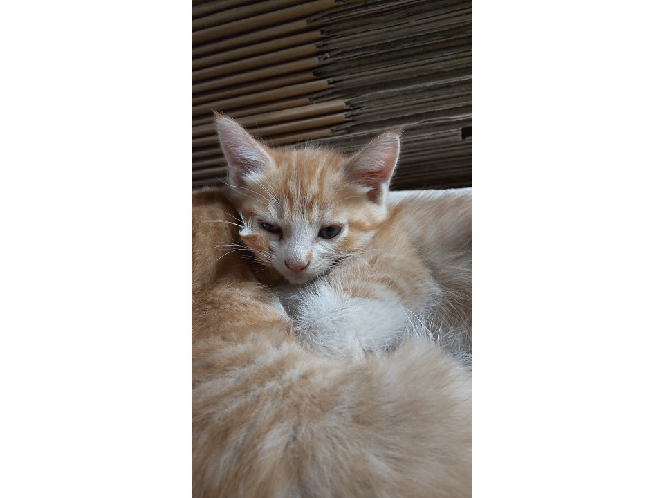 白ソックス子猫ちゃん2