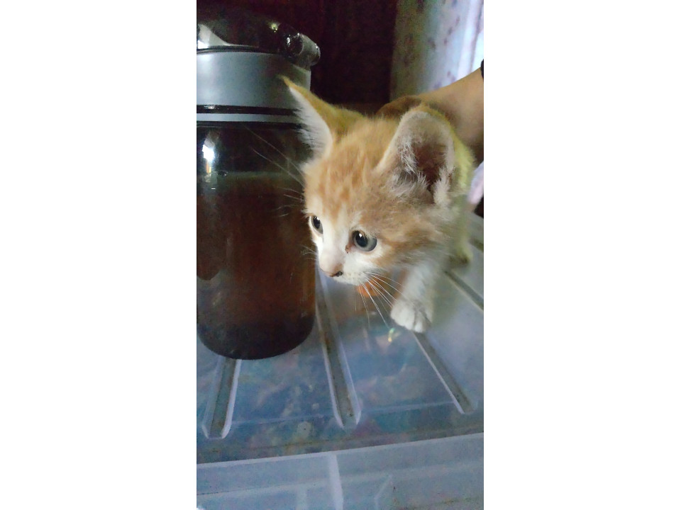 白ソックス子猫ちゃん2