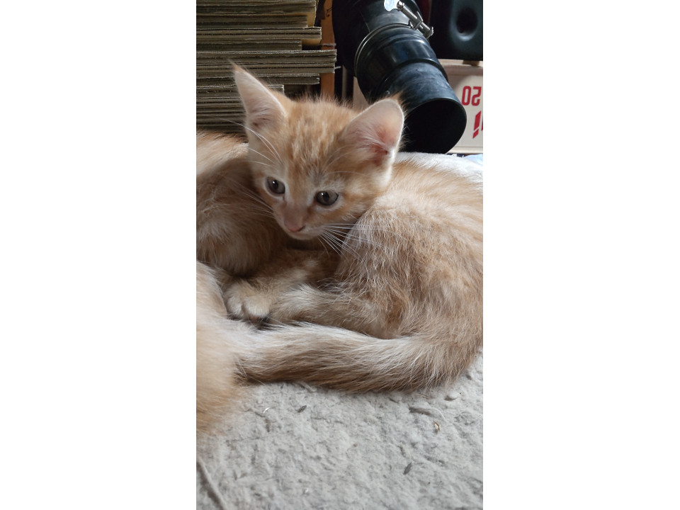 トラの子猫ちゃん