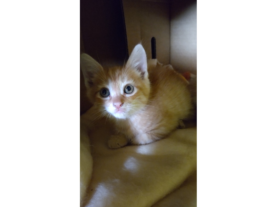 トラの子猫ちゃん