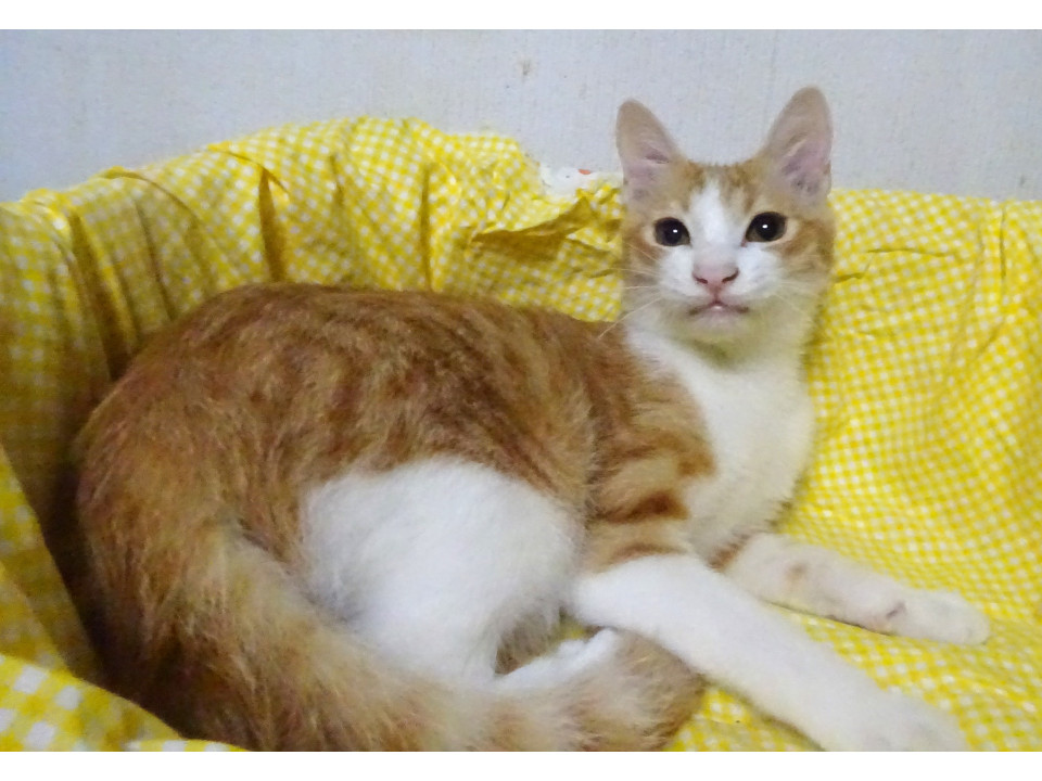 眠そうな目のラスクくん