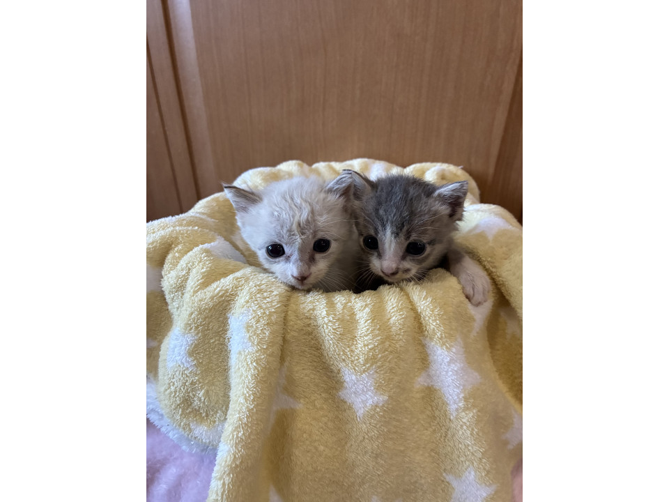 きょうだい猫❣️シャム系白ちゃん‼️
