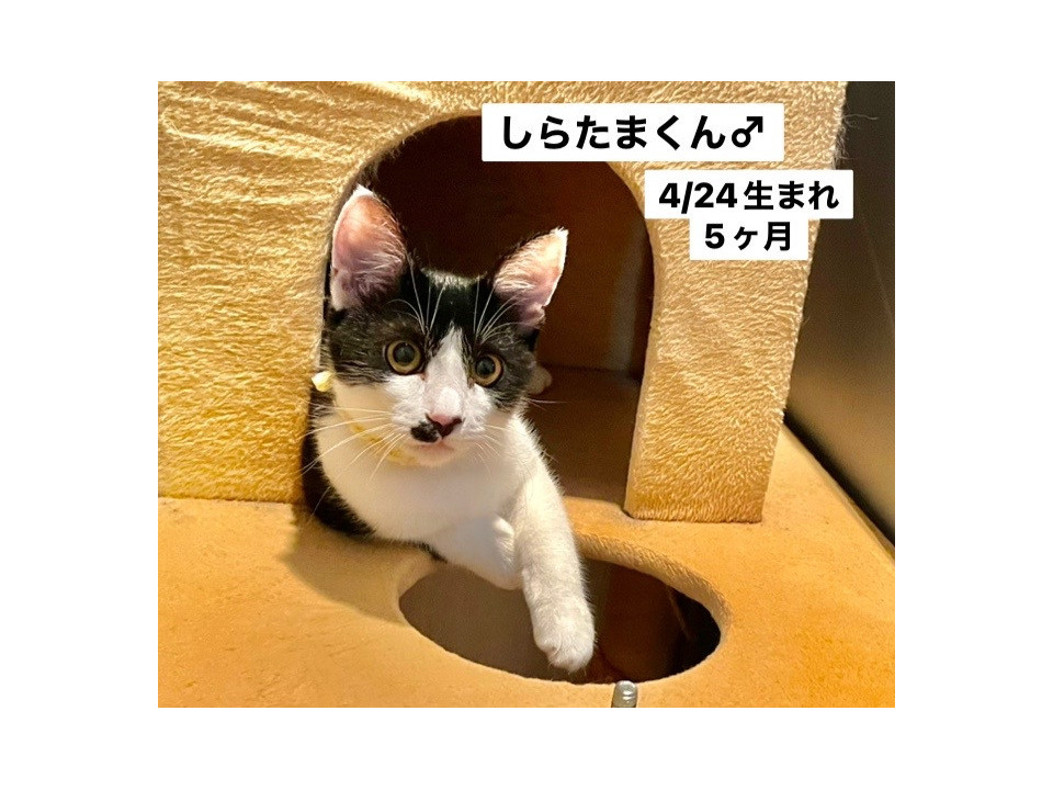 甘えんぼうのハチワレくん