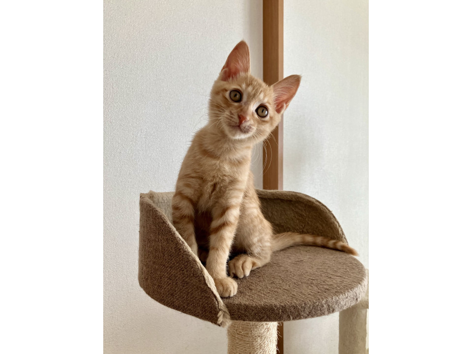 可愛い茶虎のジャムちゃん