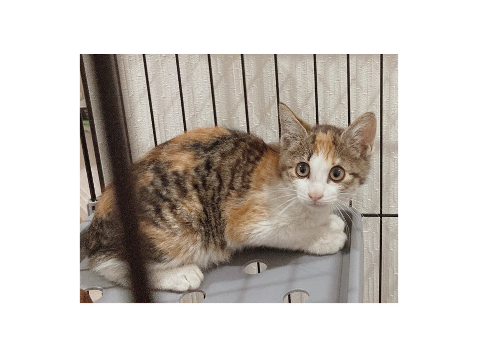 可愛い三毛猫ママと女の子&サバトラ男の子