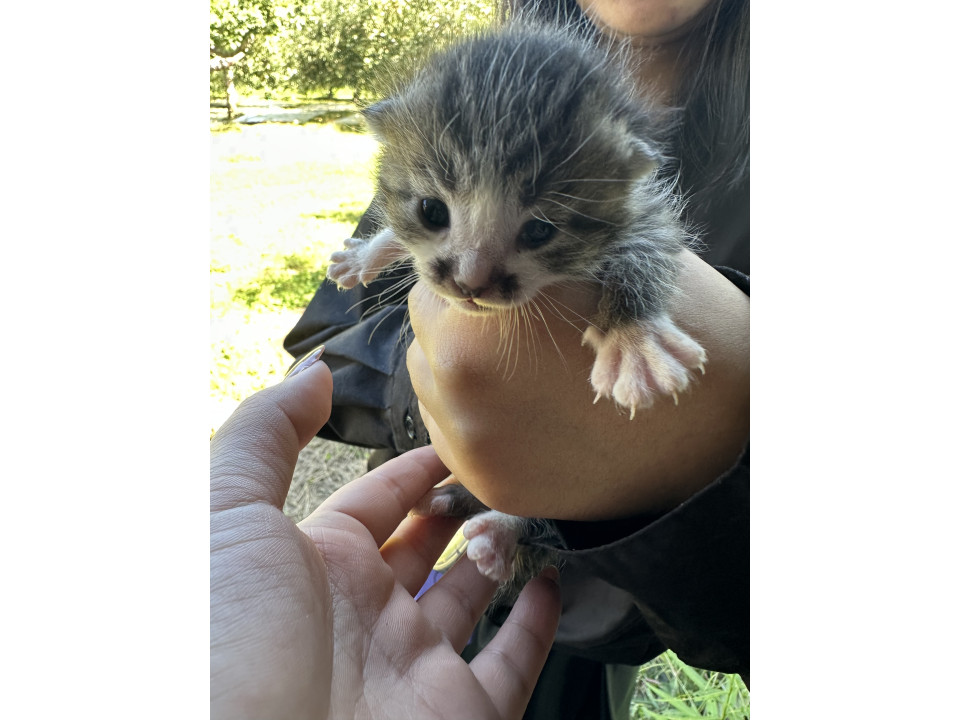 生後2週間ほどの子猫