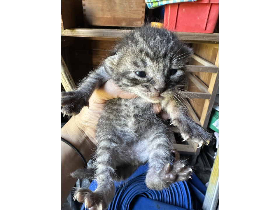 生後2週間ほどの子猫