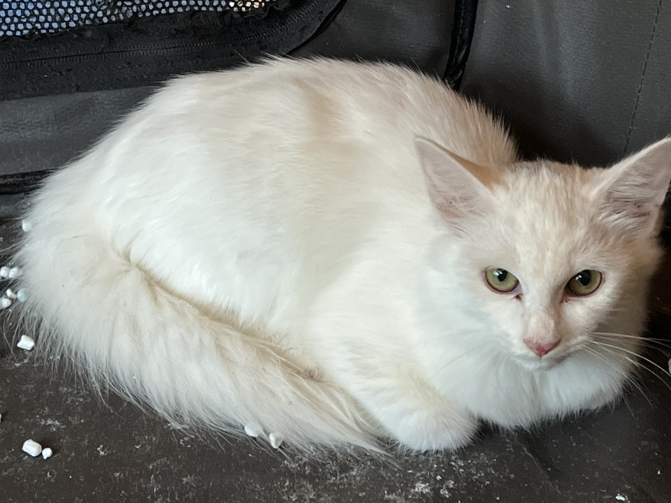 イケメン白子猫ちゃんです。