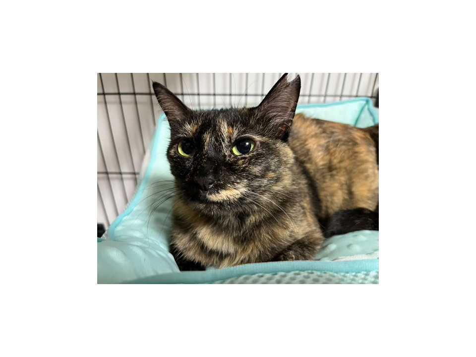 控えめに甘える美サビ猫さん