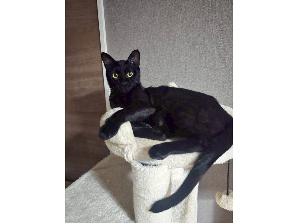 黒猫の女の子 避妊手術済み