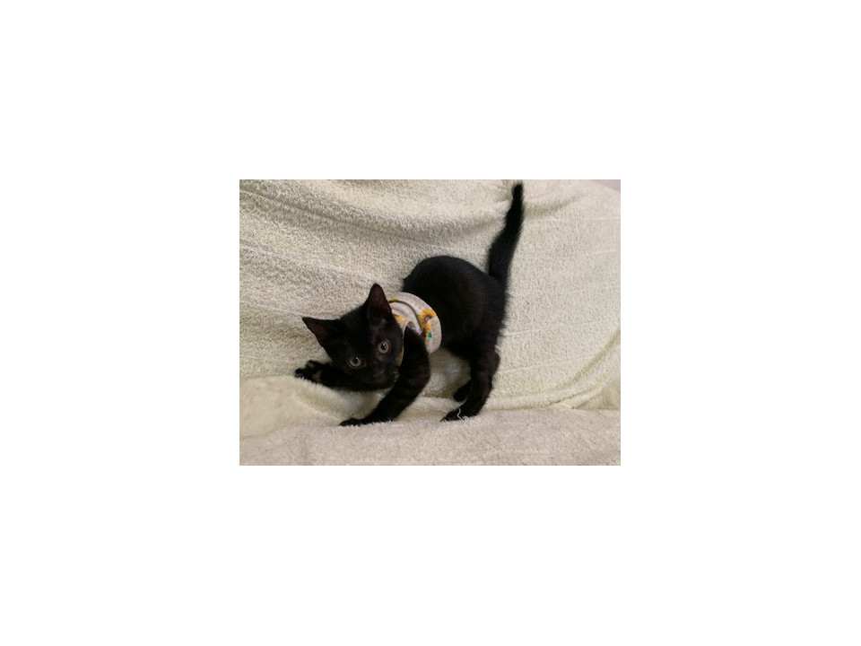 クリクリお目目の黒猫