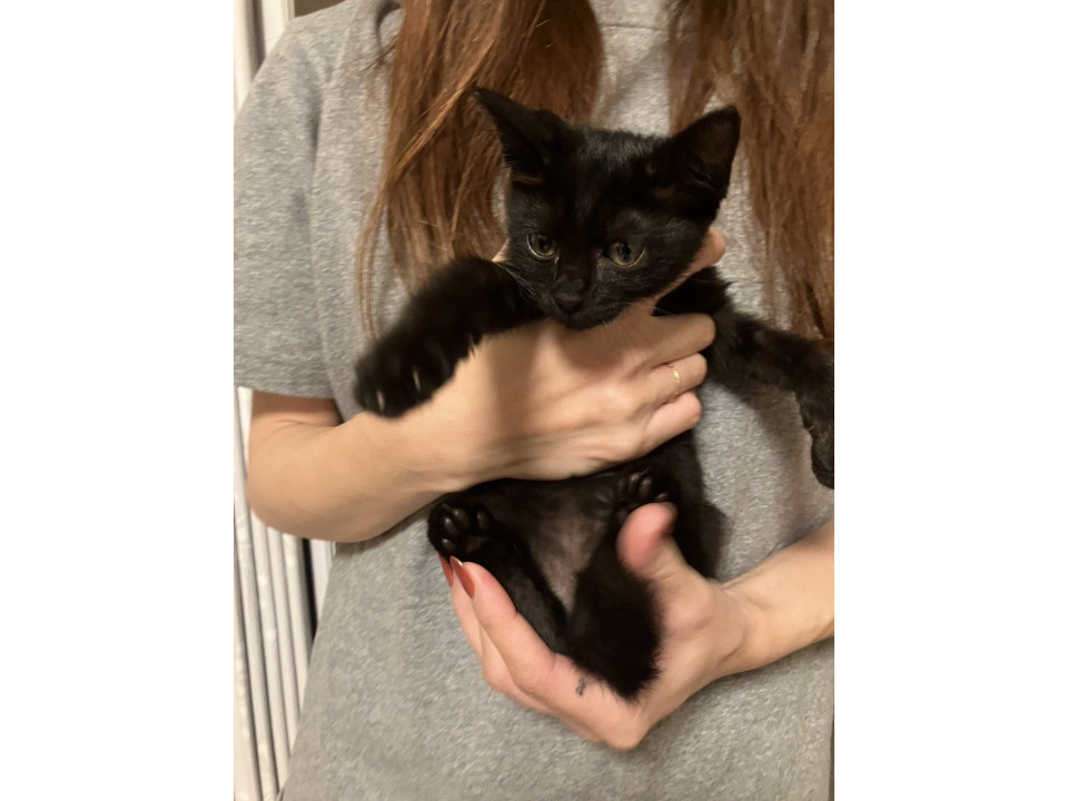 可愛い 黒猫ちゃん
