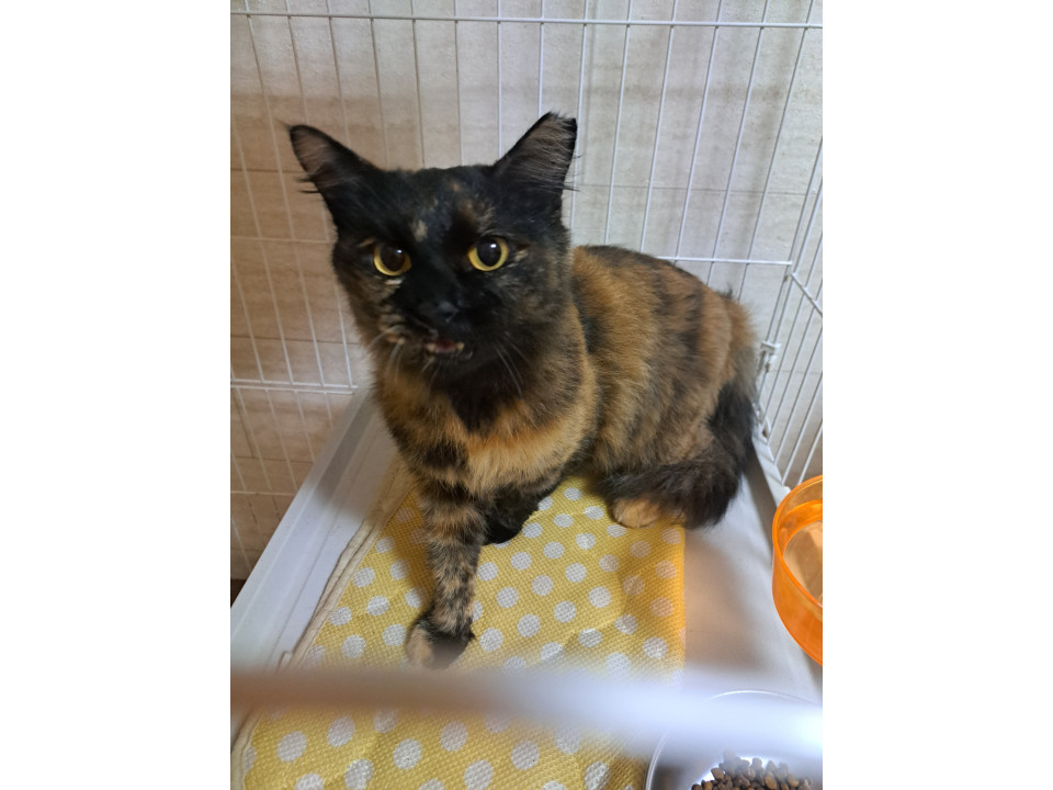 甘えん坊サビ猫ちゃん 避妊手術済み