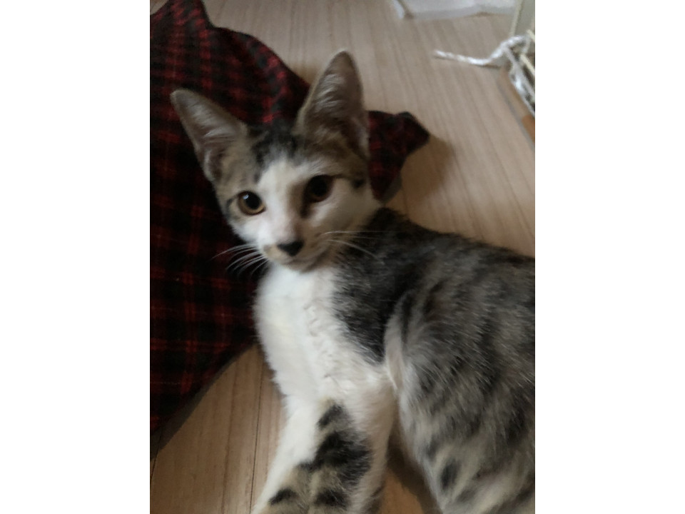 人懐っこいあおちゃん